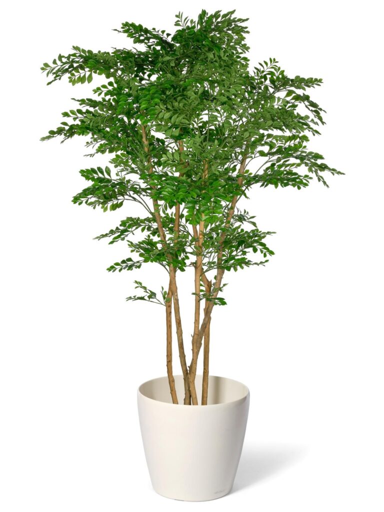 Acacia