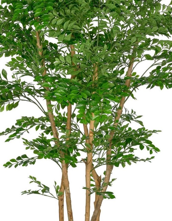 Acacia