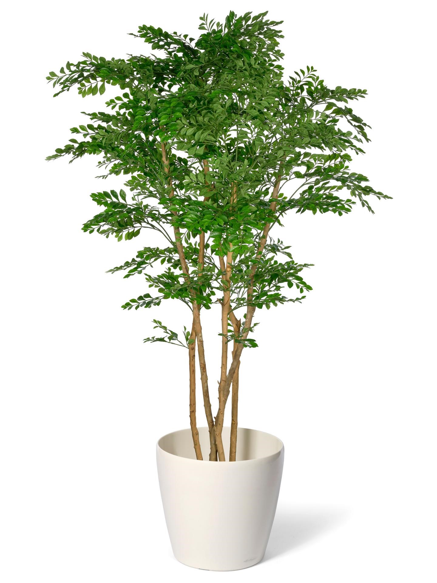 Acacia