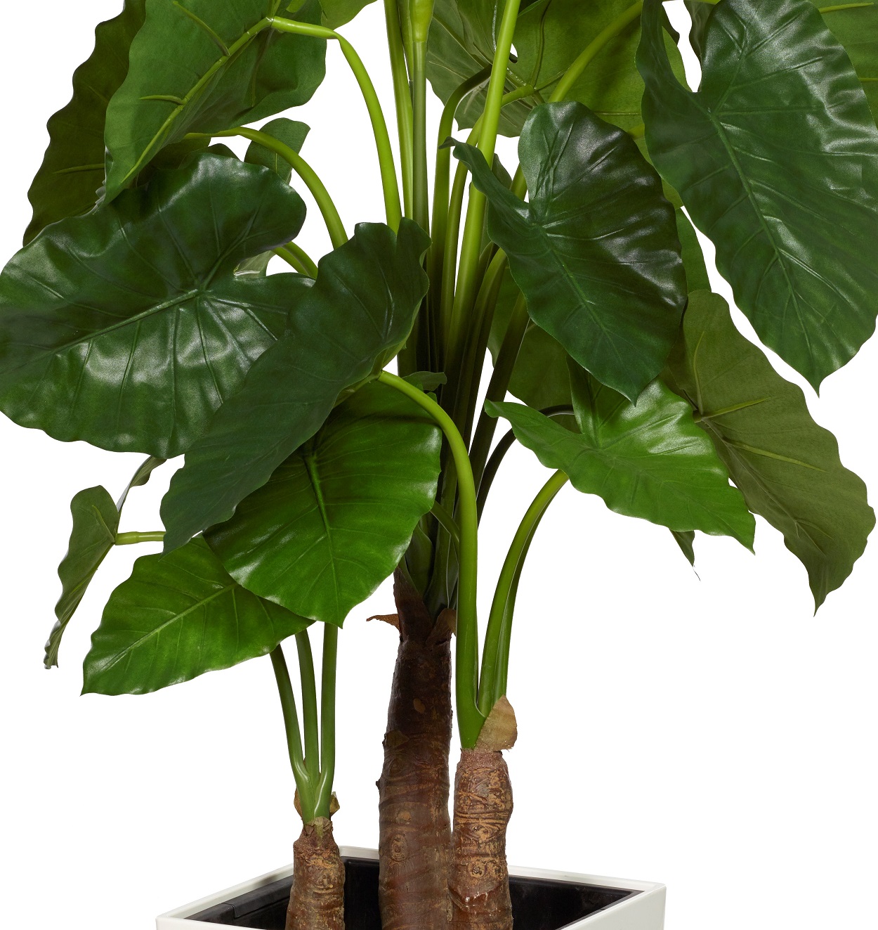 Alocasia