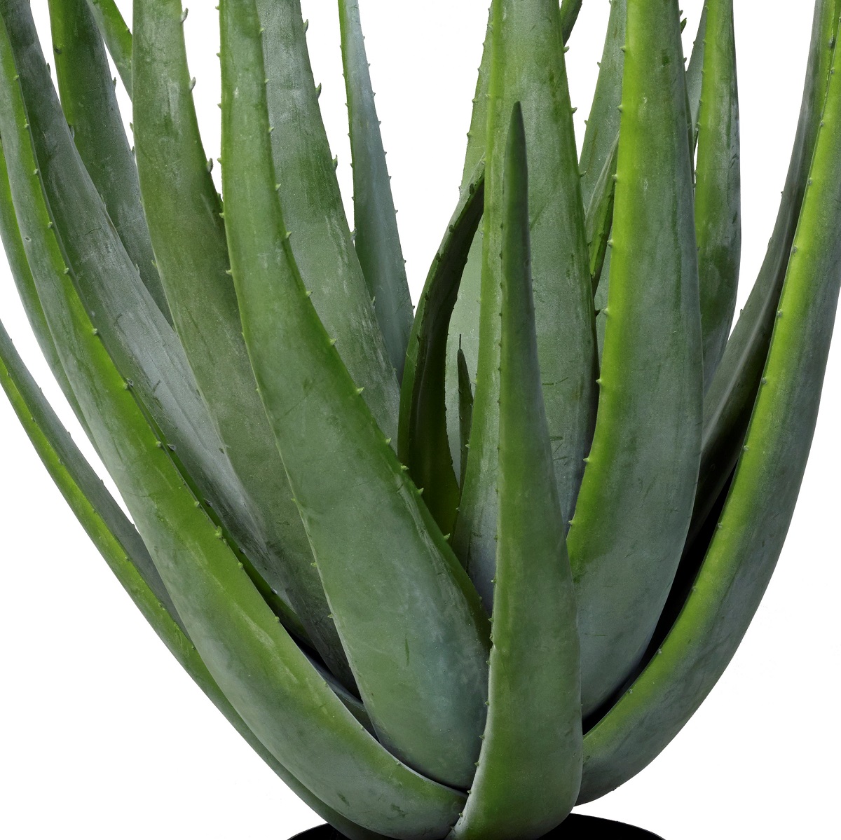 Aloe