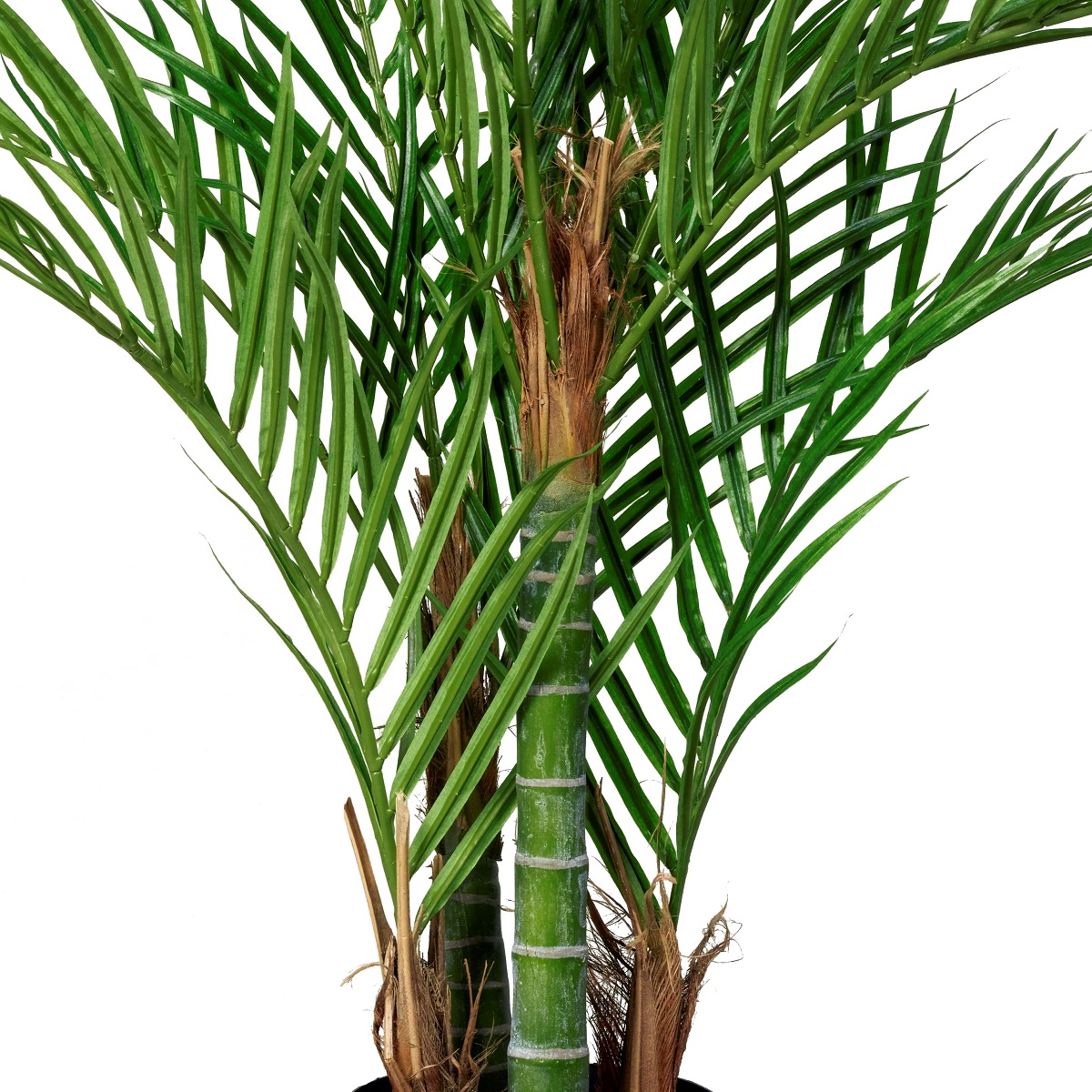 Arecapalm