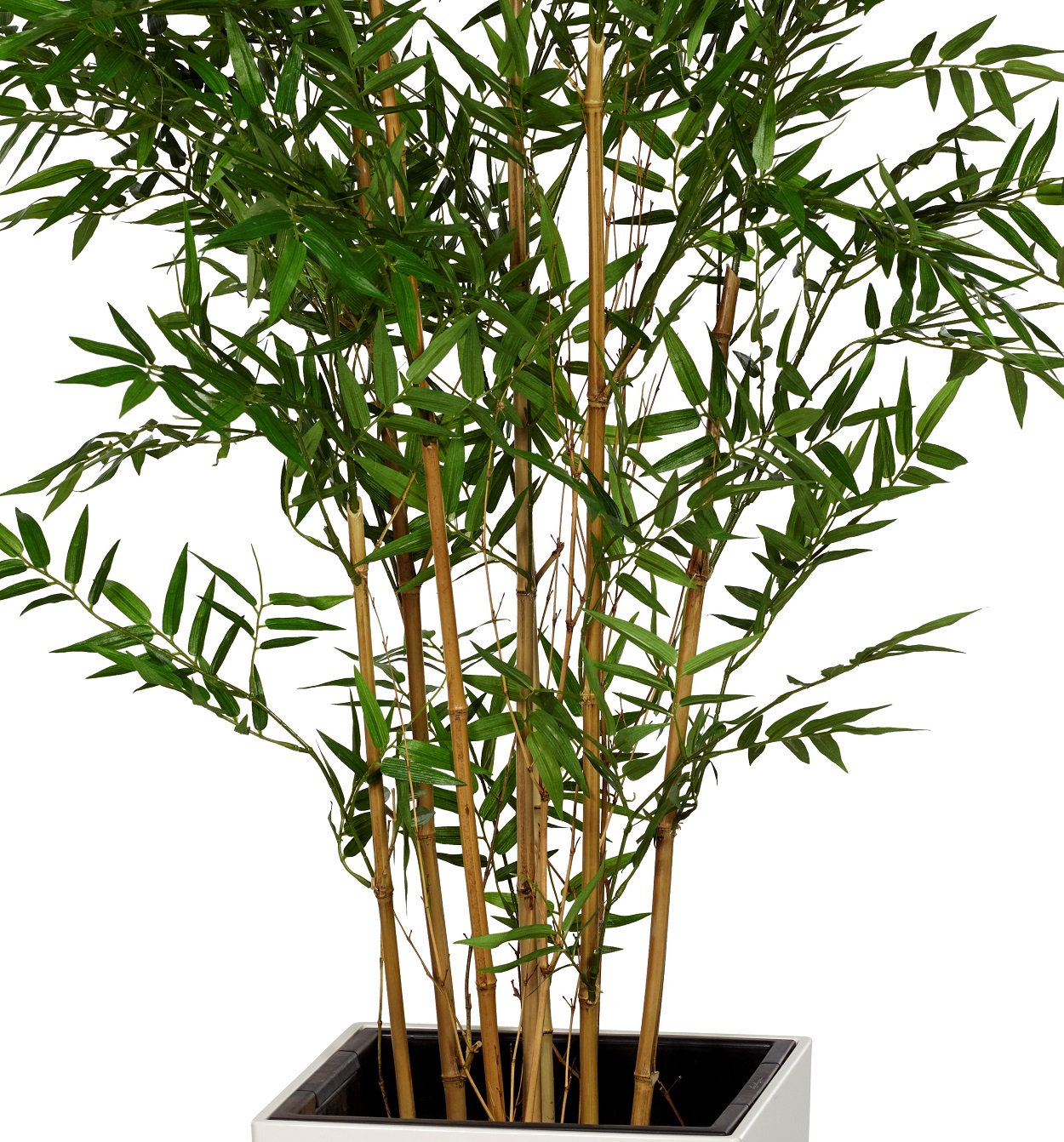Bambu Oriental