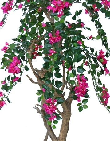 Bougainvillea i två färger