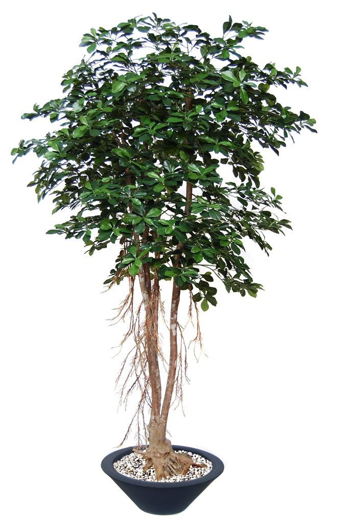 Buxi Mash Root