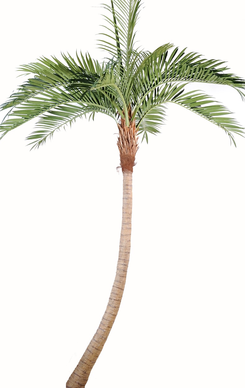 Cocospalm med böjd stam