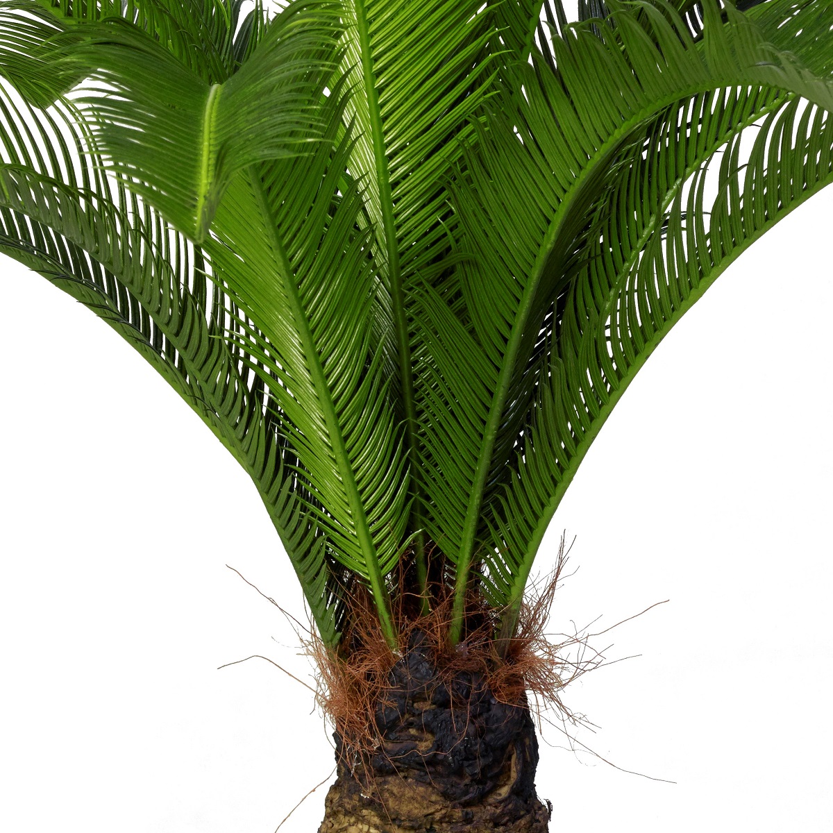 Cycaspalm