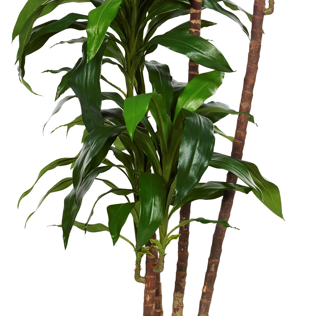 Dracaena Fragrans