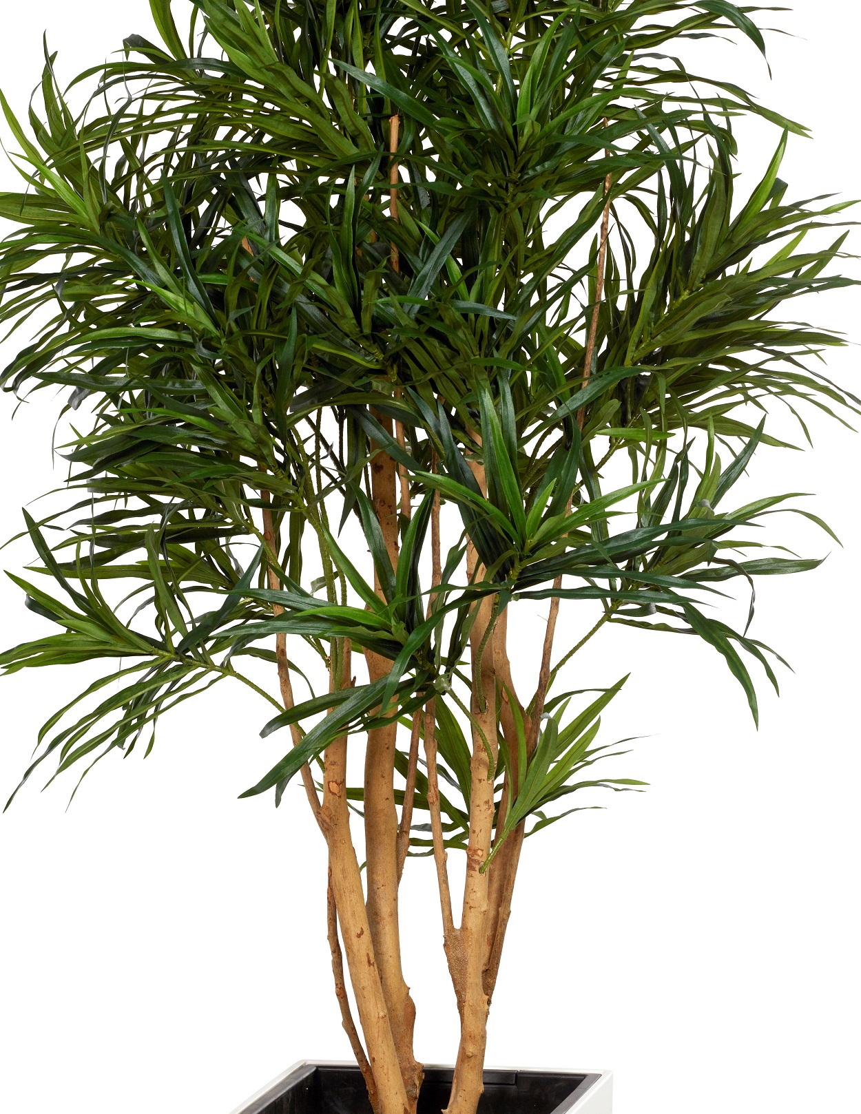 Dracaena Anita