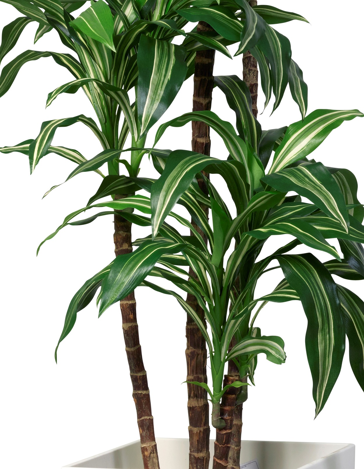 Dracaena Fragrans grön/vit