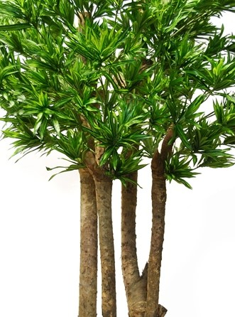 Dracaena Reflexa med äkta stammar