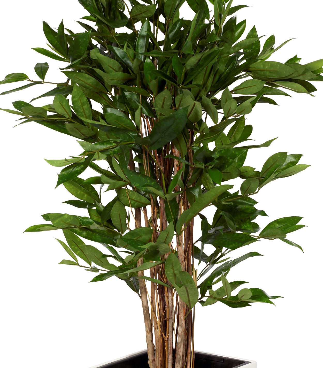 Dracaena Surculosa