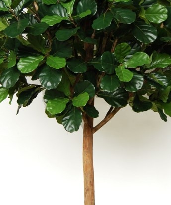 Ficus Lyrata Special