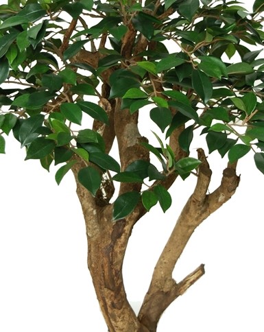 Ficus Retusa Robustina