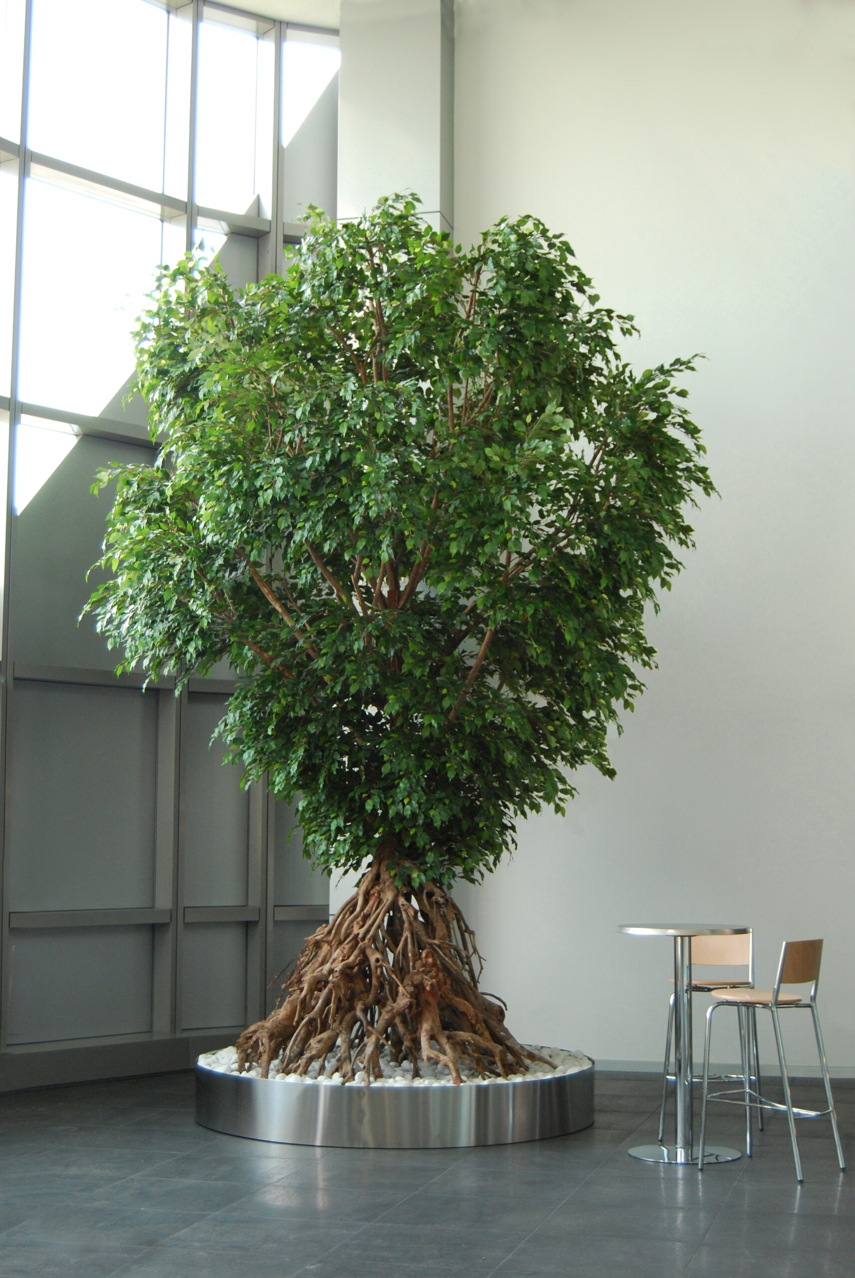 Rootträd med mangrovestammar