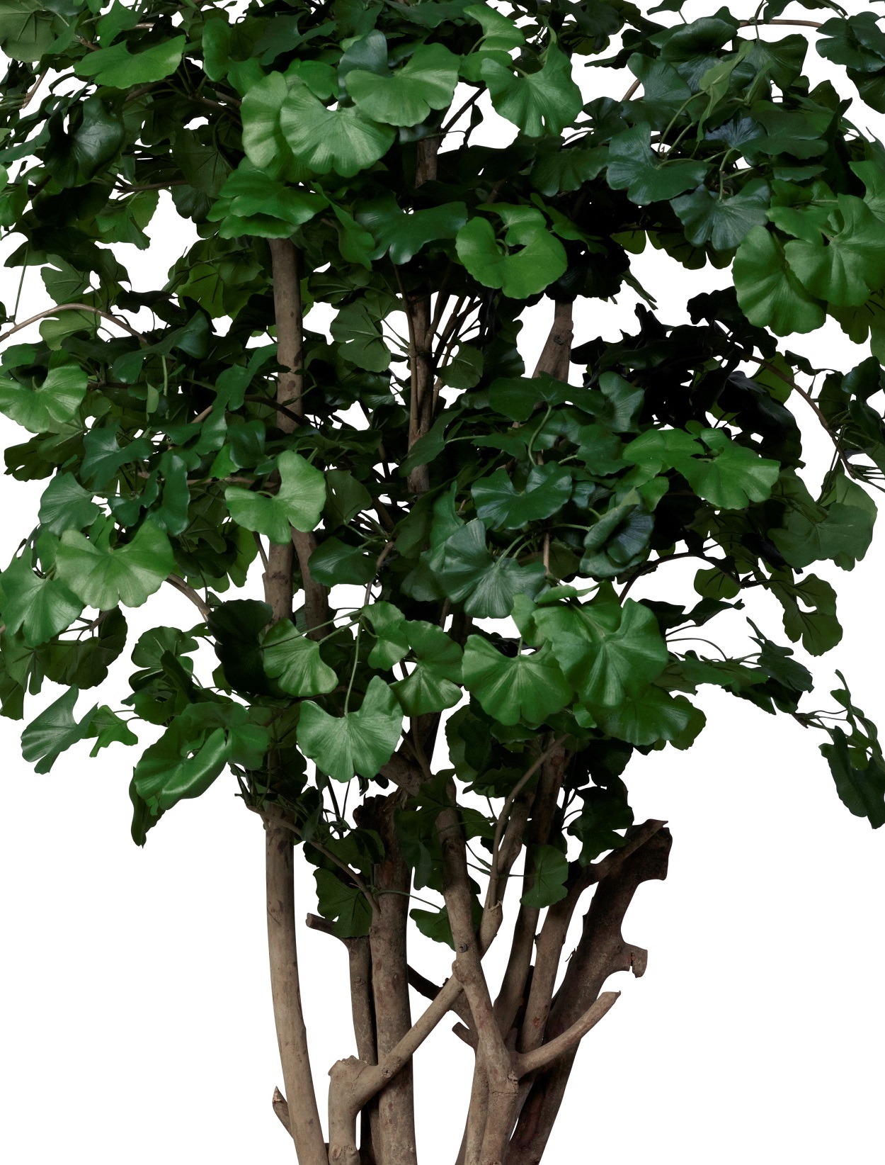 Gynkgo Malabar, handgjort träd