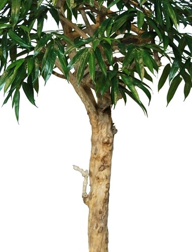 Longifolia Nidra