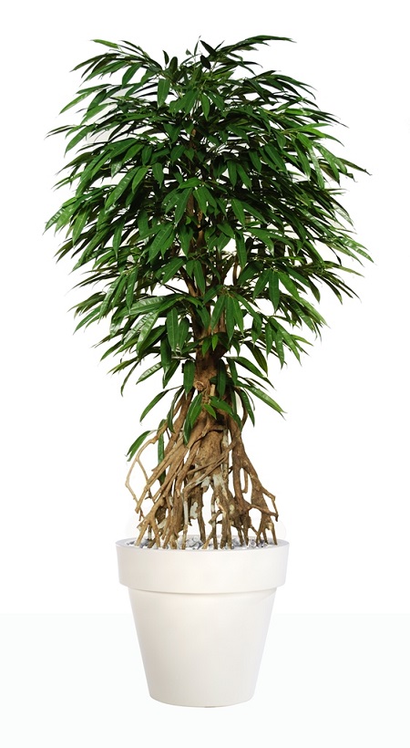 Longifolia Root