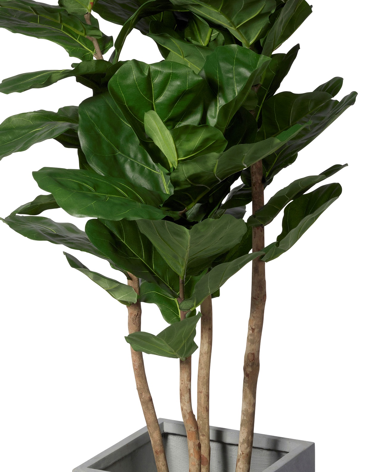 Ficus Lyrata XL