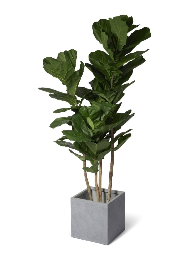 Ficus Lyrata XL