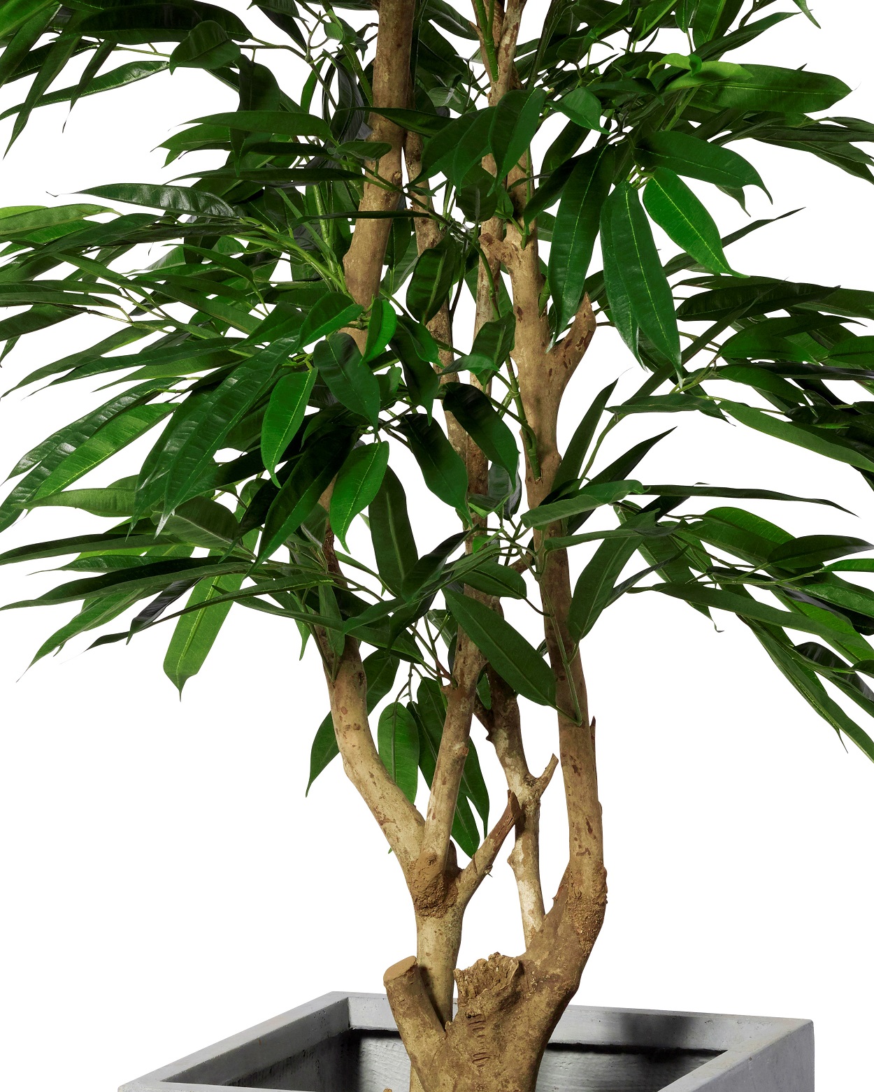 Longifolia Malabar, handgjord växt