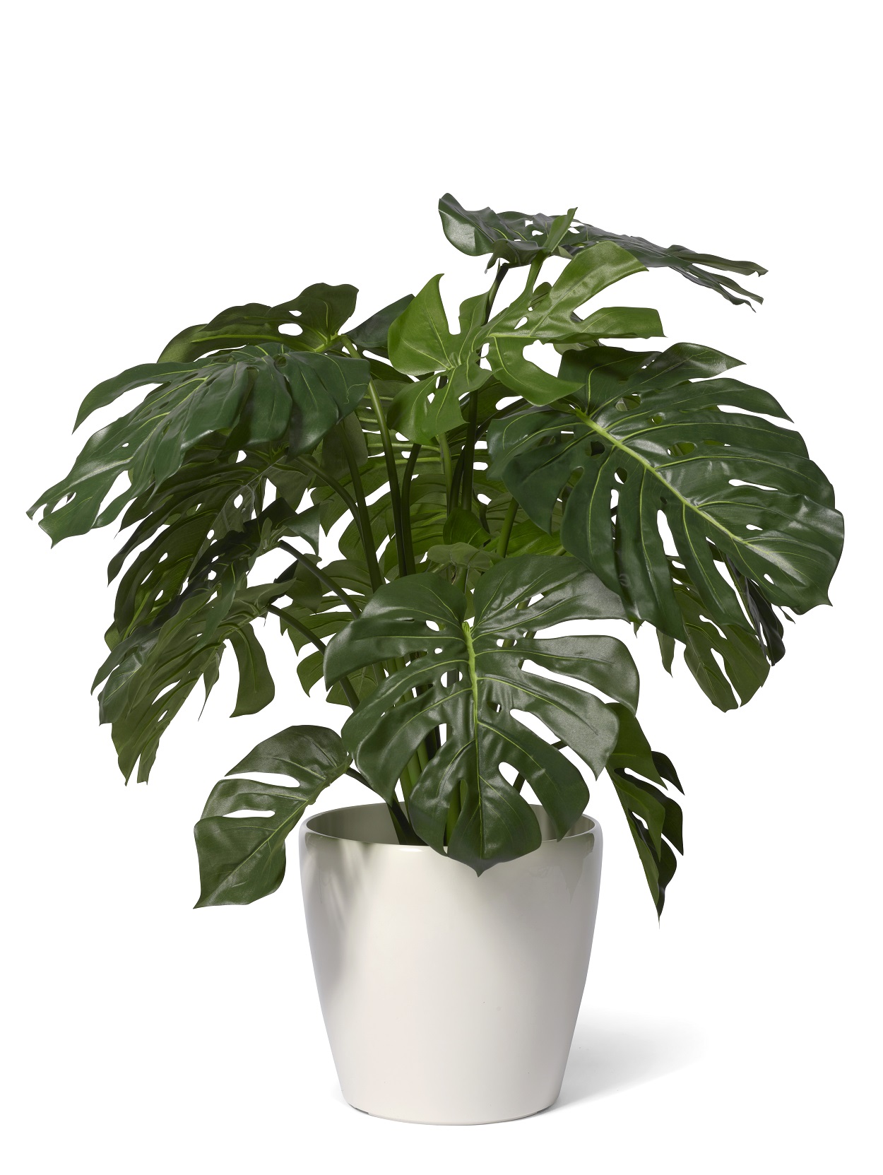 Monstera