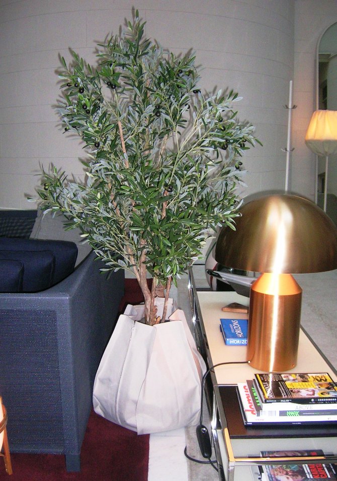 Konstgjort olivträd planterat i Plant Sac på Nobis Hotel.