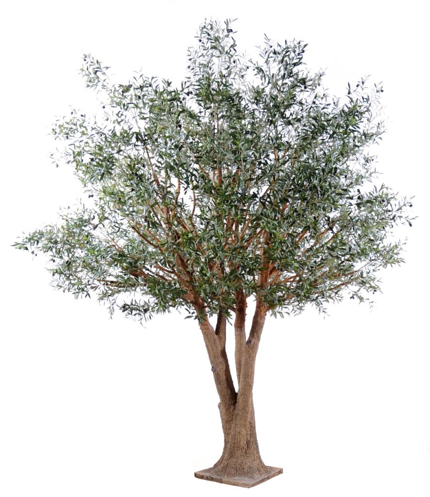 Olivträd XL