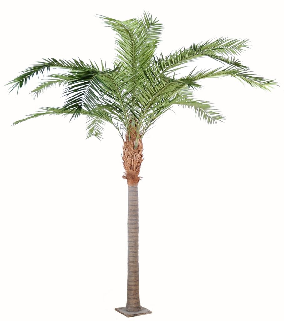 Phoenixpalm XL