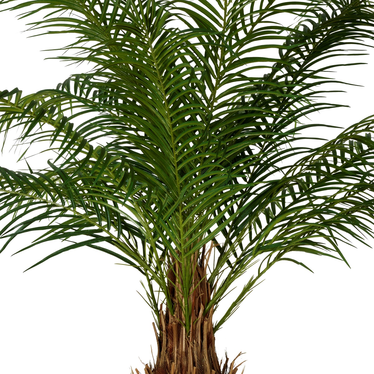 Phoenixpalm