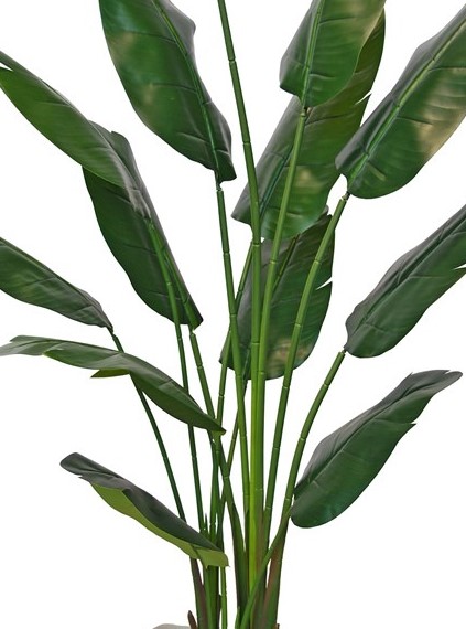 Strelitzia