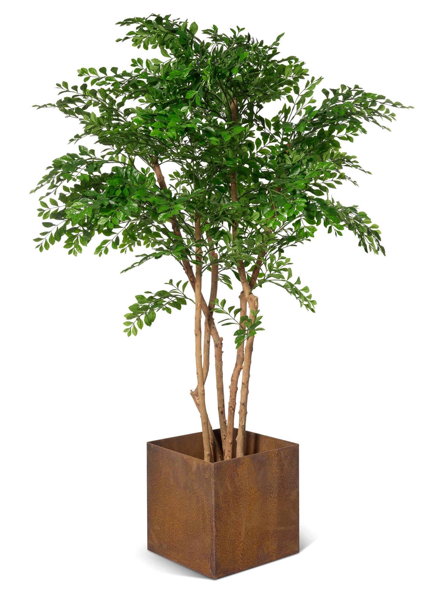 Acacia