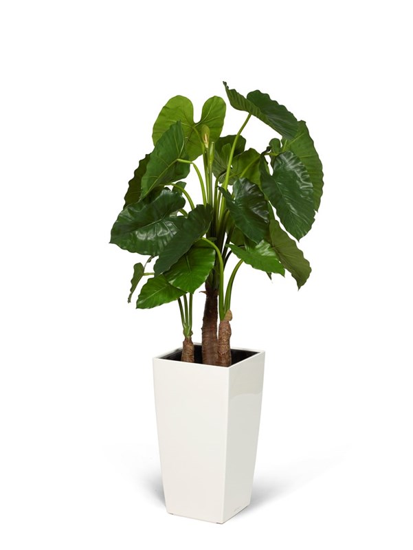 Alocasia