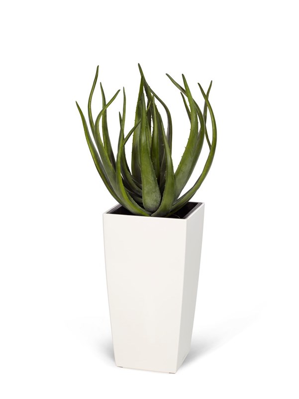 Aloe