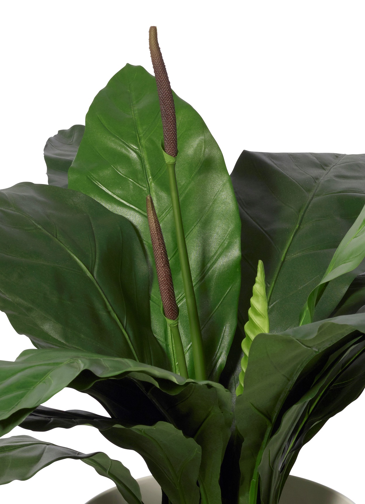 Anthurium Jungle King