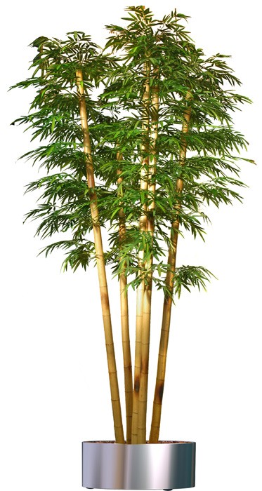 Bambu på äkta stammar