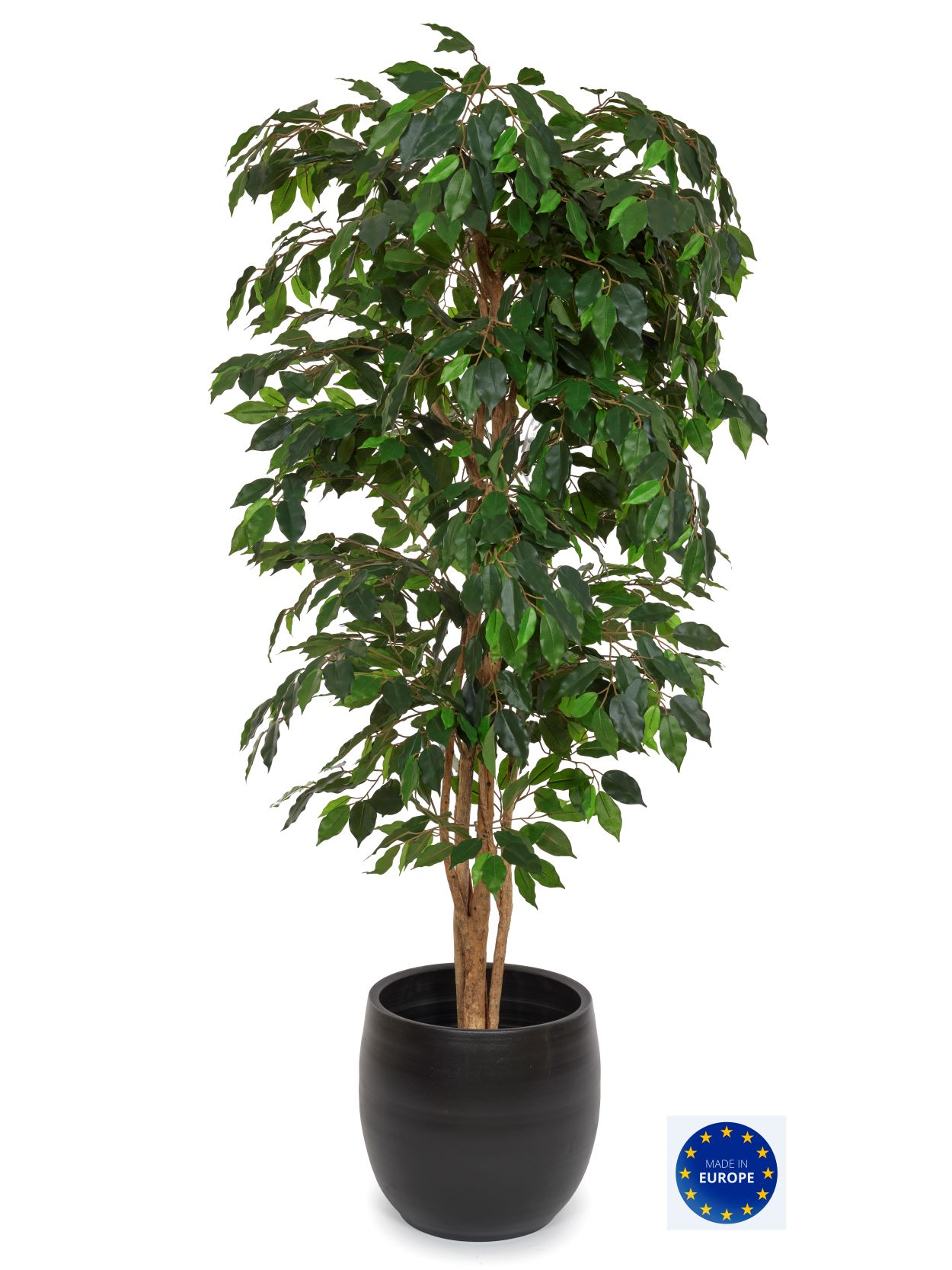 Ficus Exotica Florida