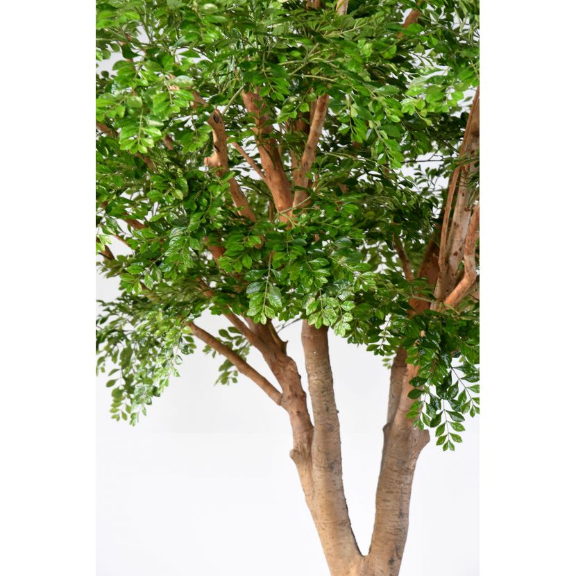 Bucidaträd med konstgjord stam