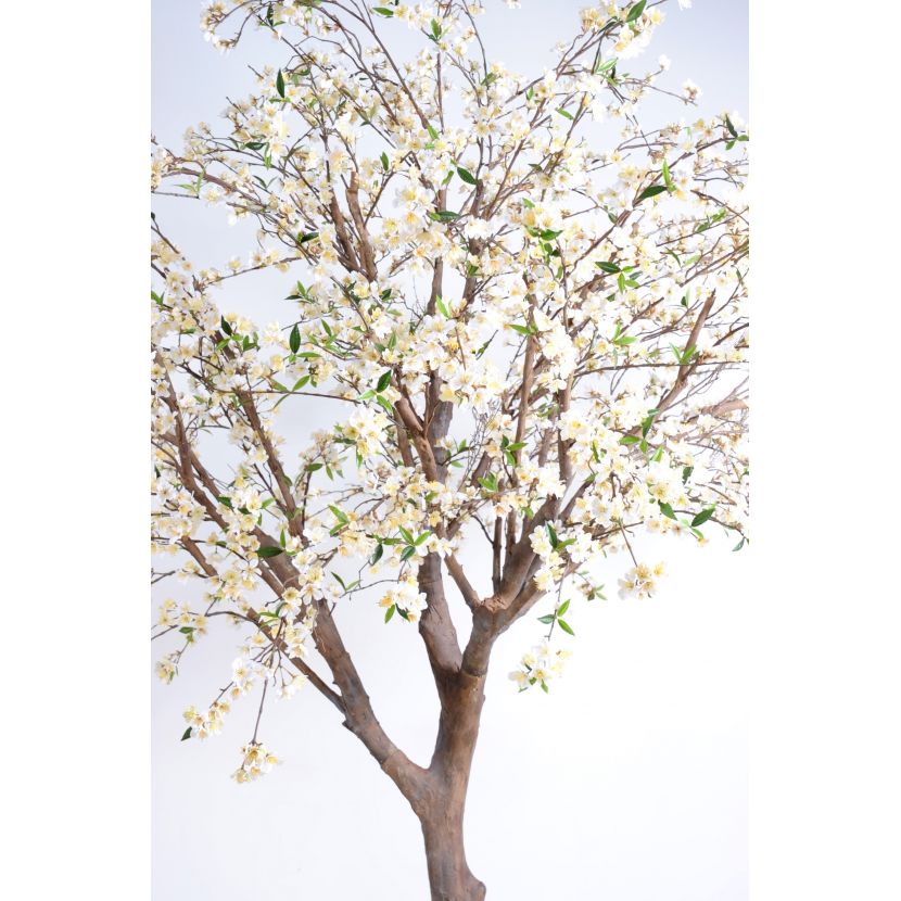 Körsbärsträd med rosa eller vita blommor