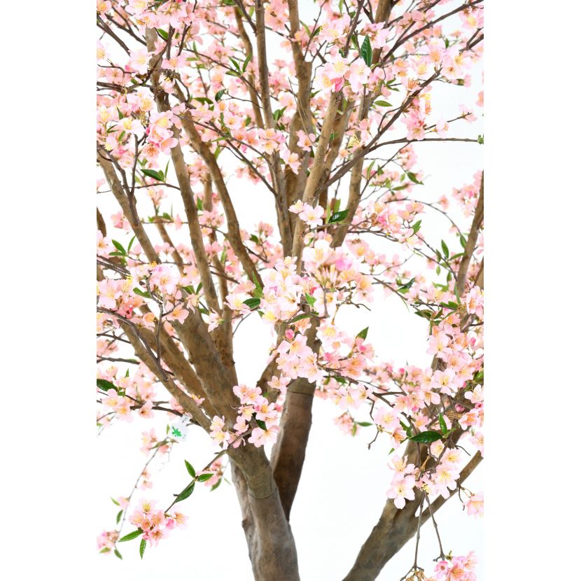 Körsbärsträd med rosa eller vita blommor