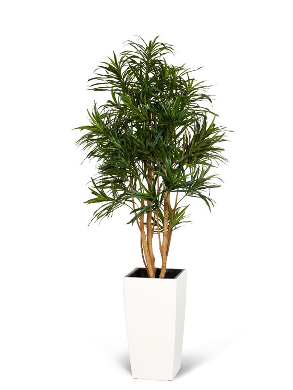 Dracaena Anita