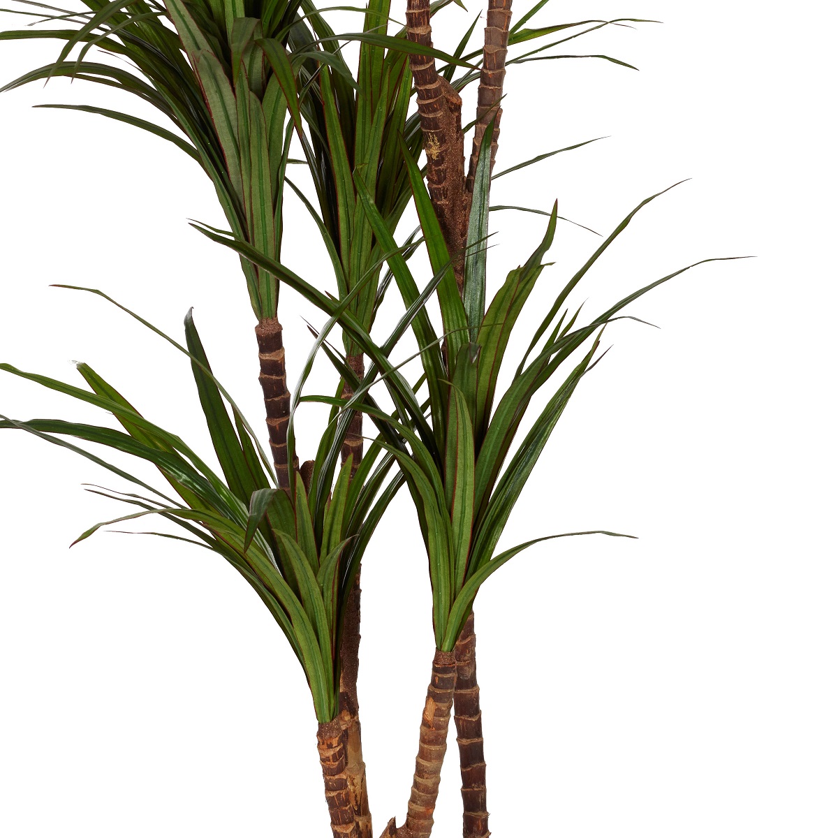 Dracaena Marginata