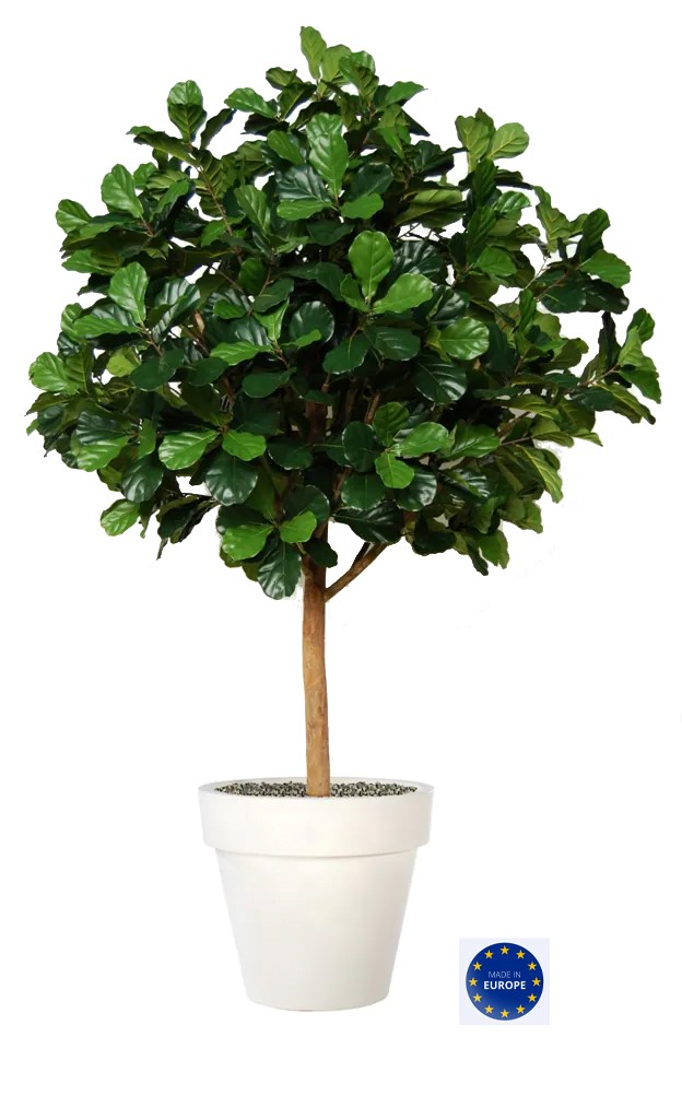 Ficus Lyrata Special