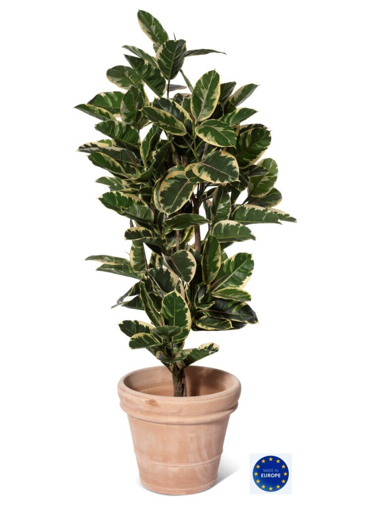Ficus Robusta, grön-vit
