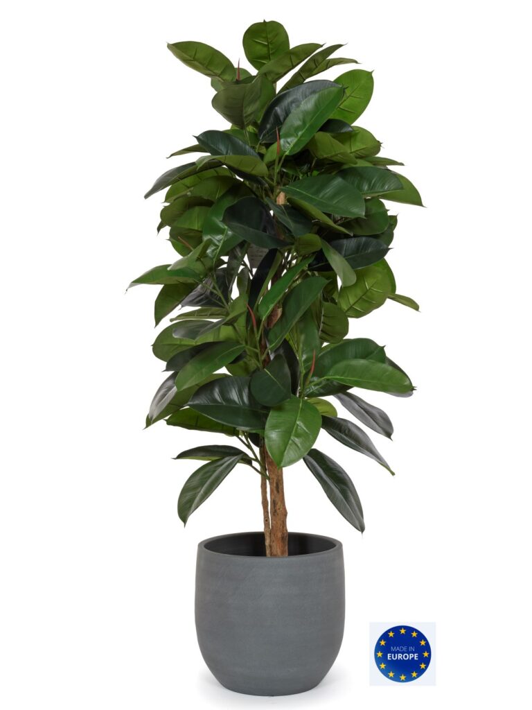 Ficus Robusta Elastica