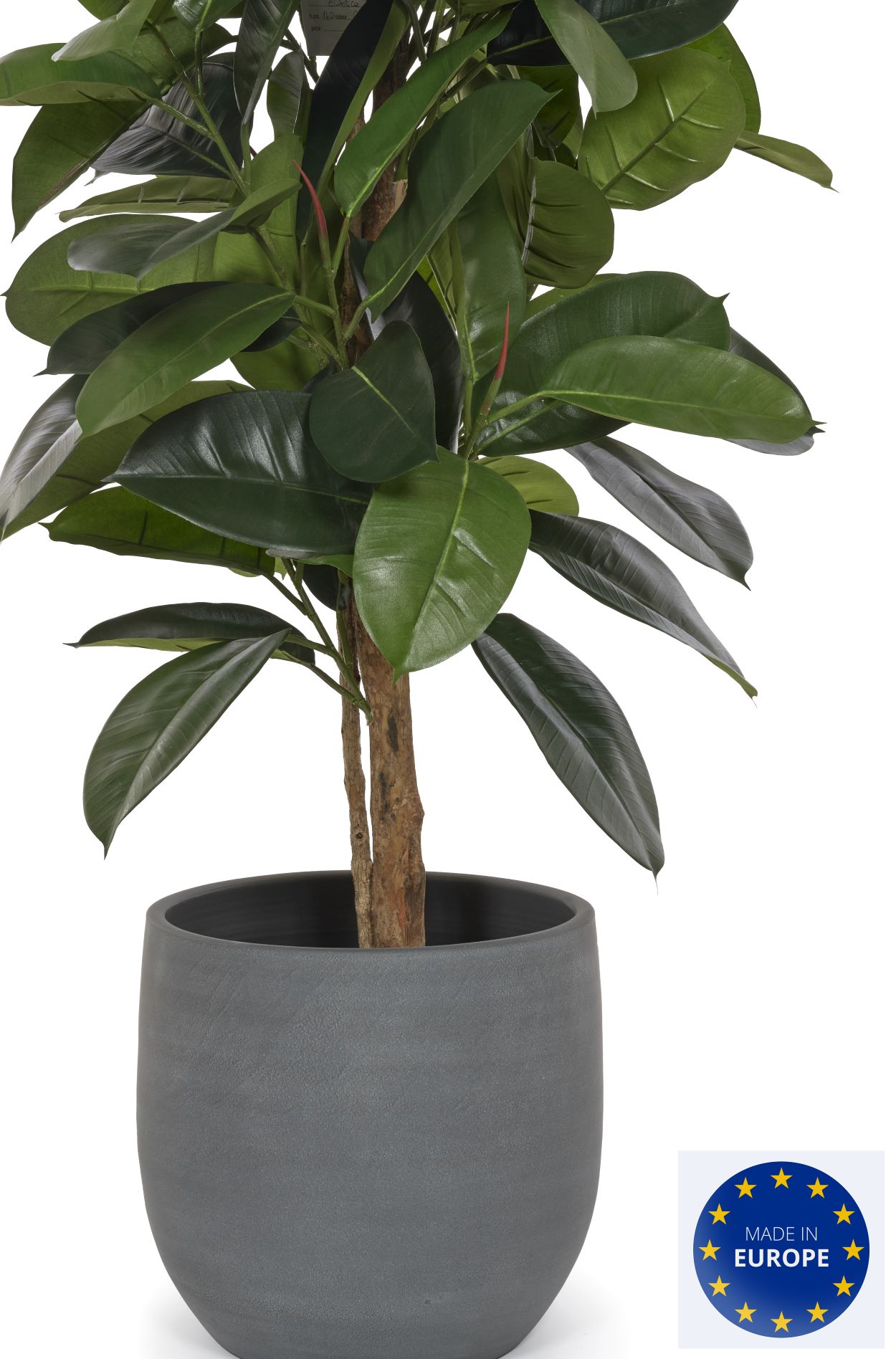 Ficus Robusta Elastica