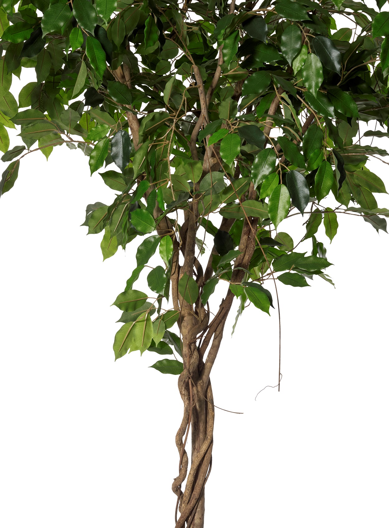 Ficus Vine