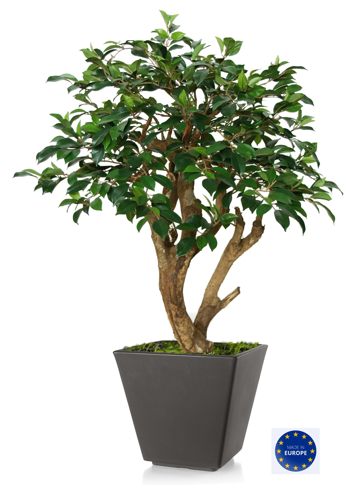 Ficus Retusa Robustina