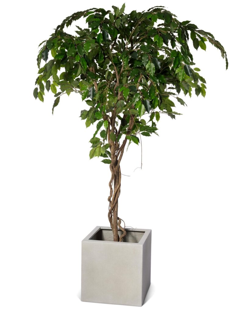 Ficus Vine