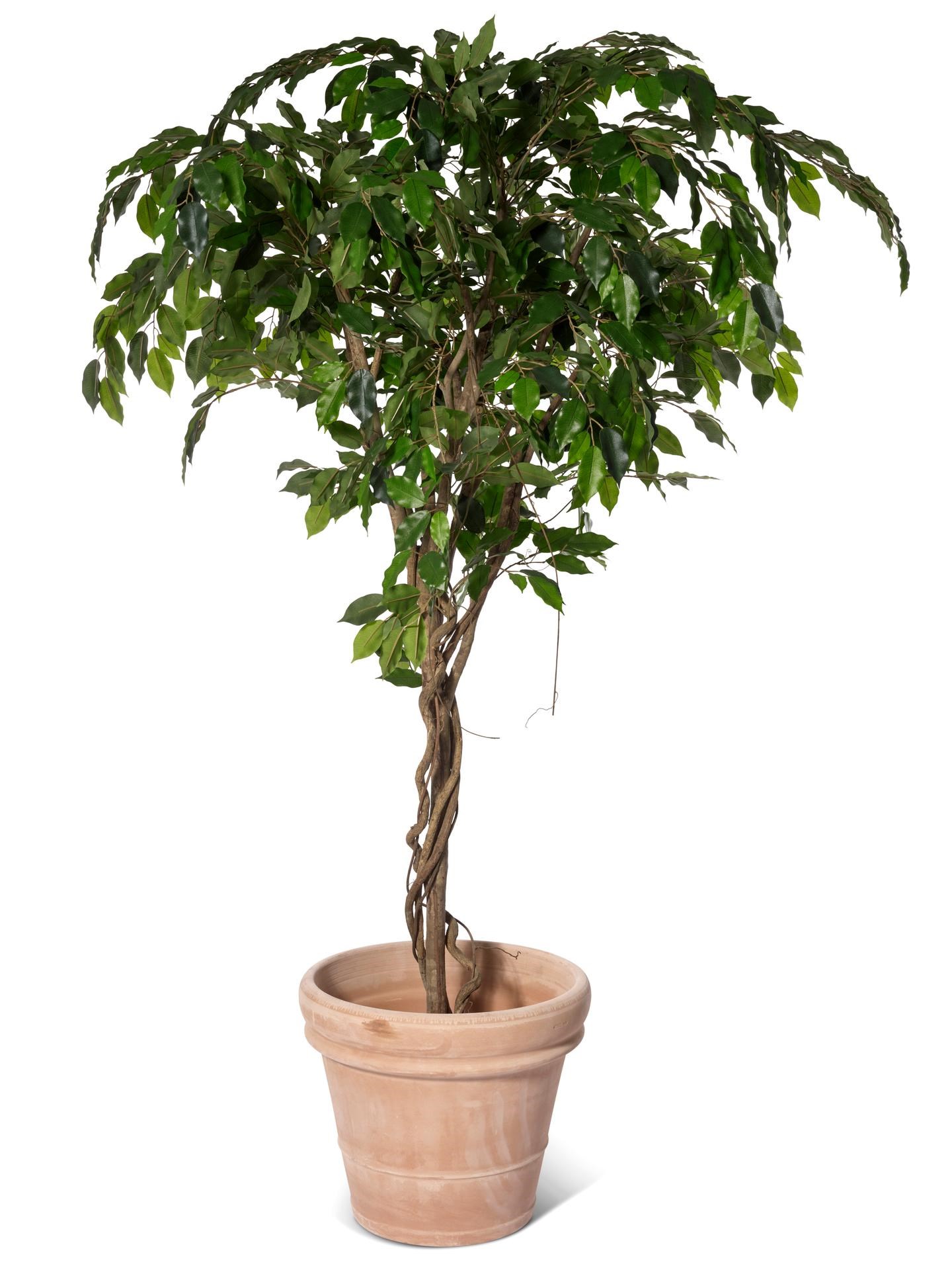 Ficus Vine